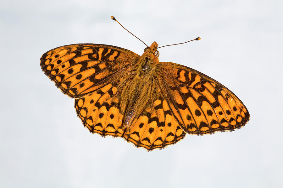 https://images.fineartamerica.com/images/artworkimages/mediumlarge/1/2-hydaspe-fritillary-butterfly-buddy-mays.jpg