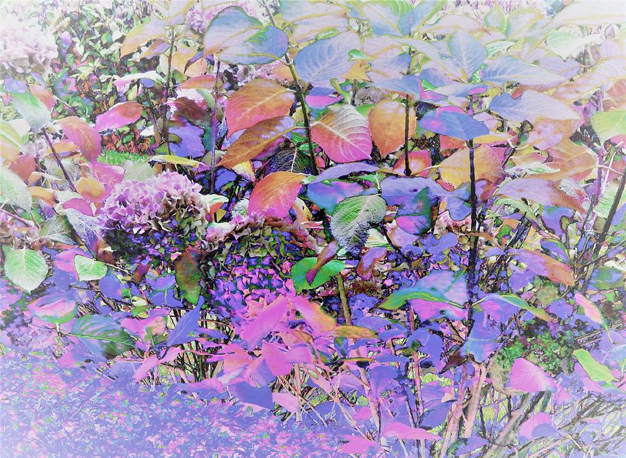 Hydrangea #2 Digital Art by Ann Johndro-Collins