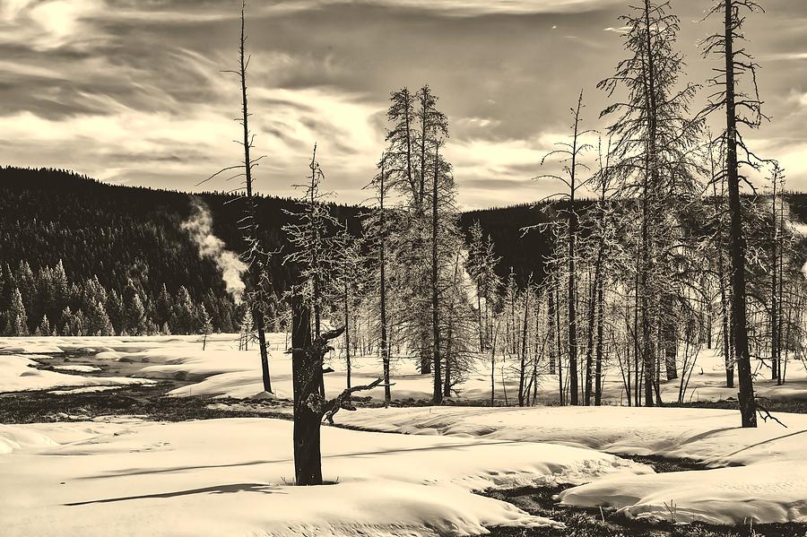 Ice Covered Trees In Yellowstone #2 Photograph by Mountain Dreams