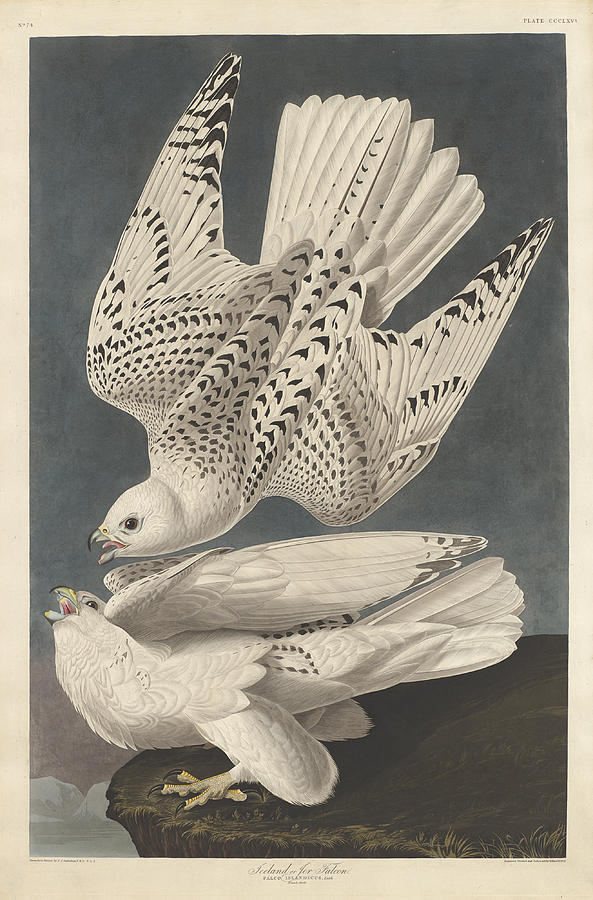 John James Audubon Painting - Iceland Or Jer Falcon #2 by John James Audubon