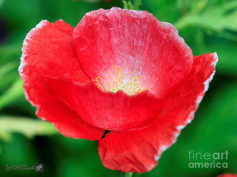 Iceland Poppy from the Garden Gnome Mix #3 Photograph by J McCombie