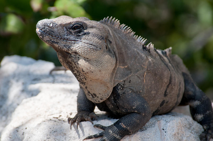 Iguana in Cancun Hotel Zone  #2 Photograph by Carol Ailles