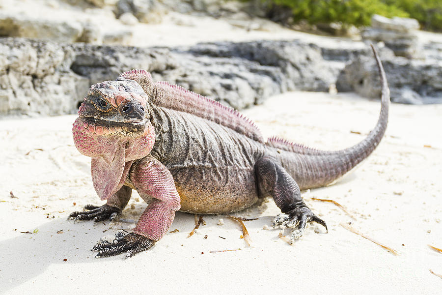 Iguana on the beach Photograph by Pier Giorgio Mariani - Fine Art America