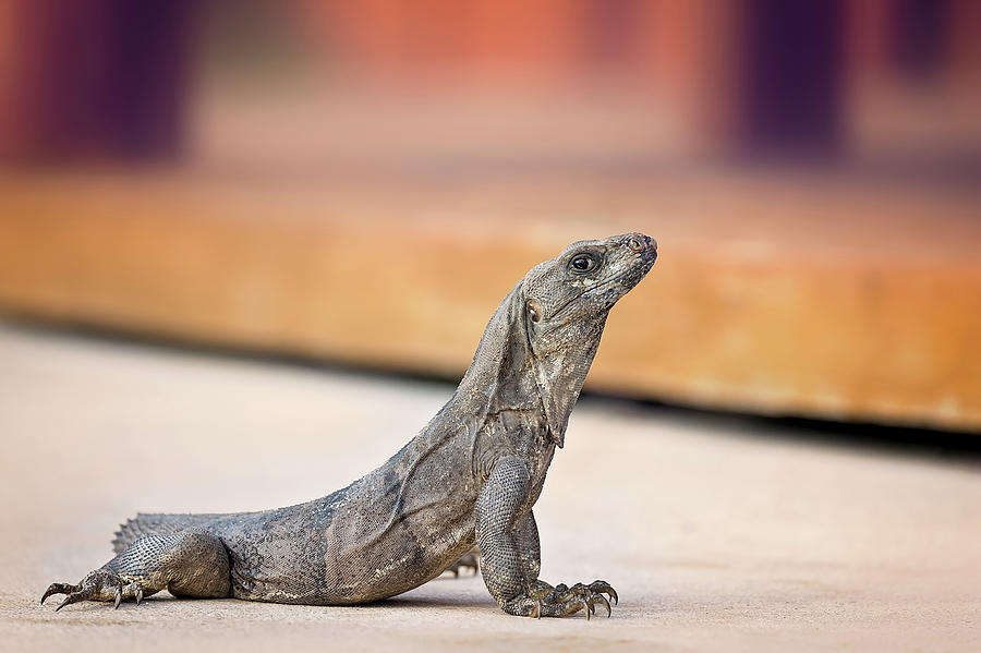 Iguana #2 Photograph by Peter Lakomy