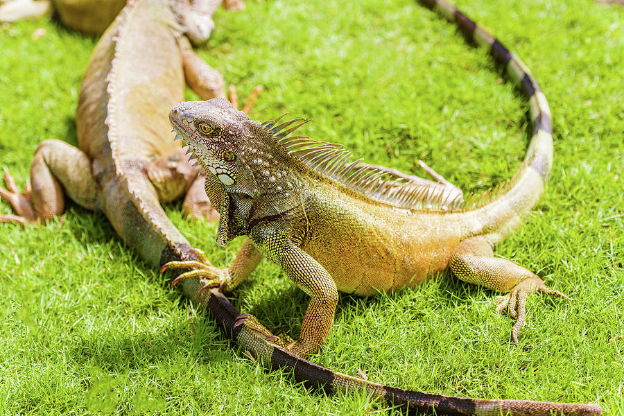 Iguanas at the Iguana park in downtown of Guayaquil, Ecuador. #2 Photograph by Marek Poplawski