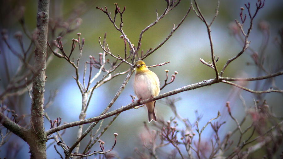 IMG_0001 - American Goldfinch #2 Photograph by Travis Truelove
