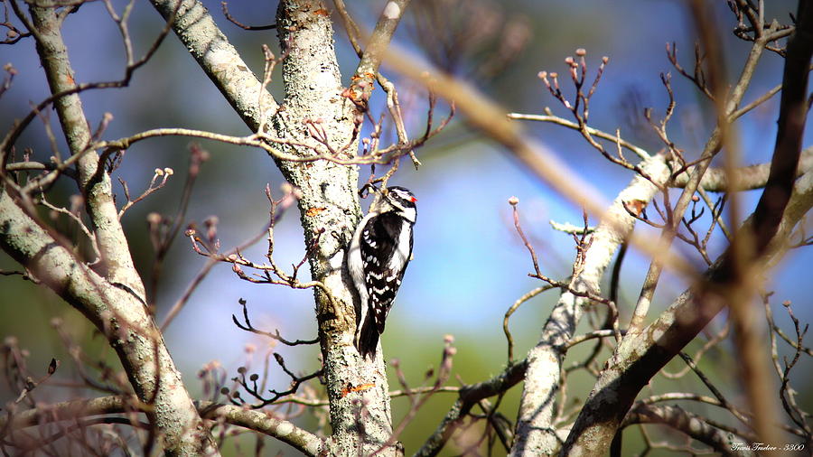 IMG_0001 - Downy Woodpecker #2 Photograph by Travis Truelove