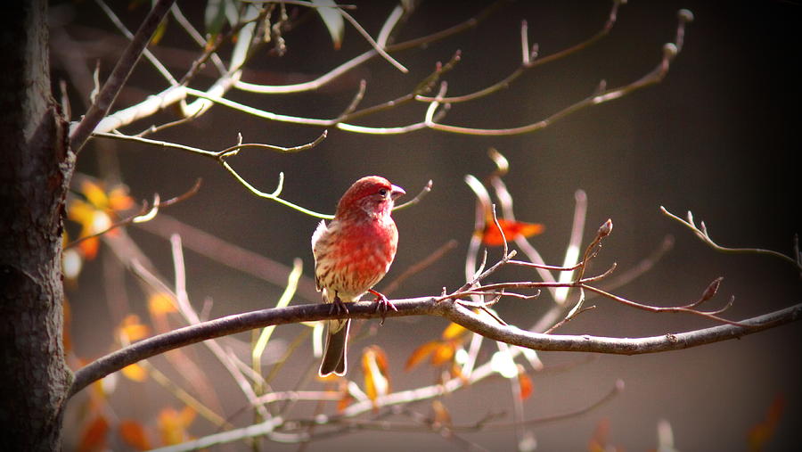 IMG_0001 - House Finch #2 Photograph by Travis Truelove