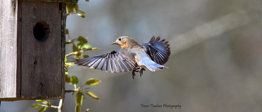 IMG_1636-007 - Eastern Bluebird #2 Photograph by Travis Truelove