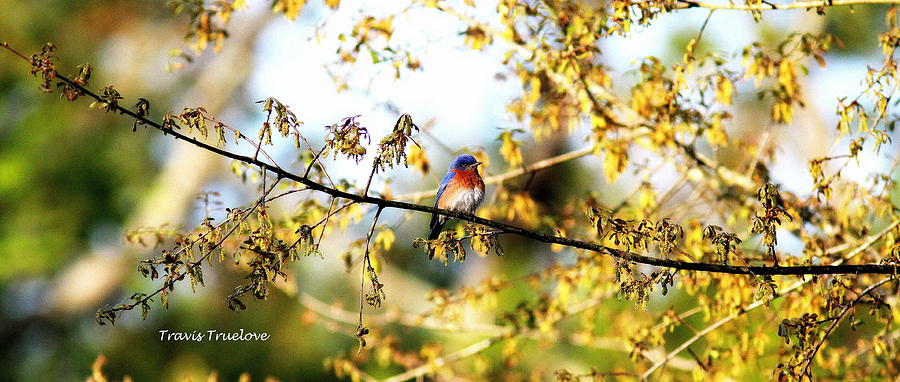 IMG_4561-003 - Eastern Bluebird #1 Photograph by Travis Truelove
