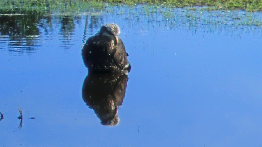Immature Eagle Fishing In A Roadside Puddle #2 Photograph by Marie Jamieson