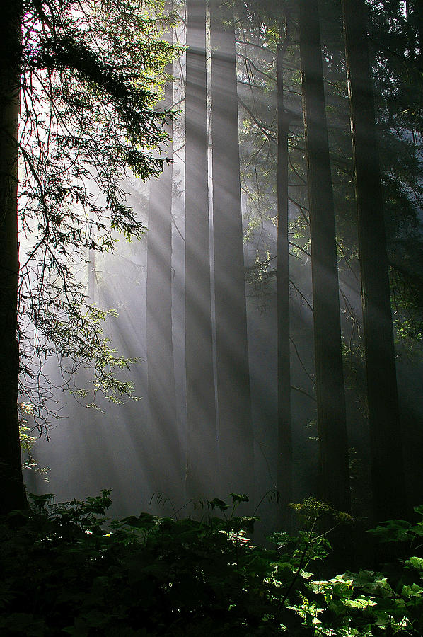 In the California Redwood forest. #1 Photograph by Ulrich Burkhalter