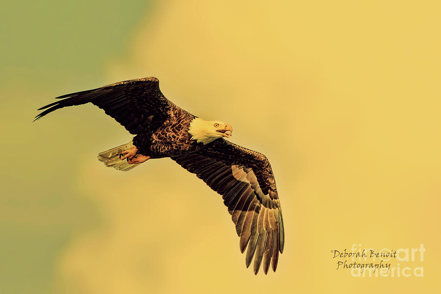 Eagle Photograph - In The Clouds #2 by Deborah Benoit