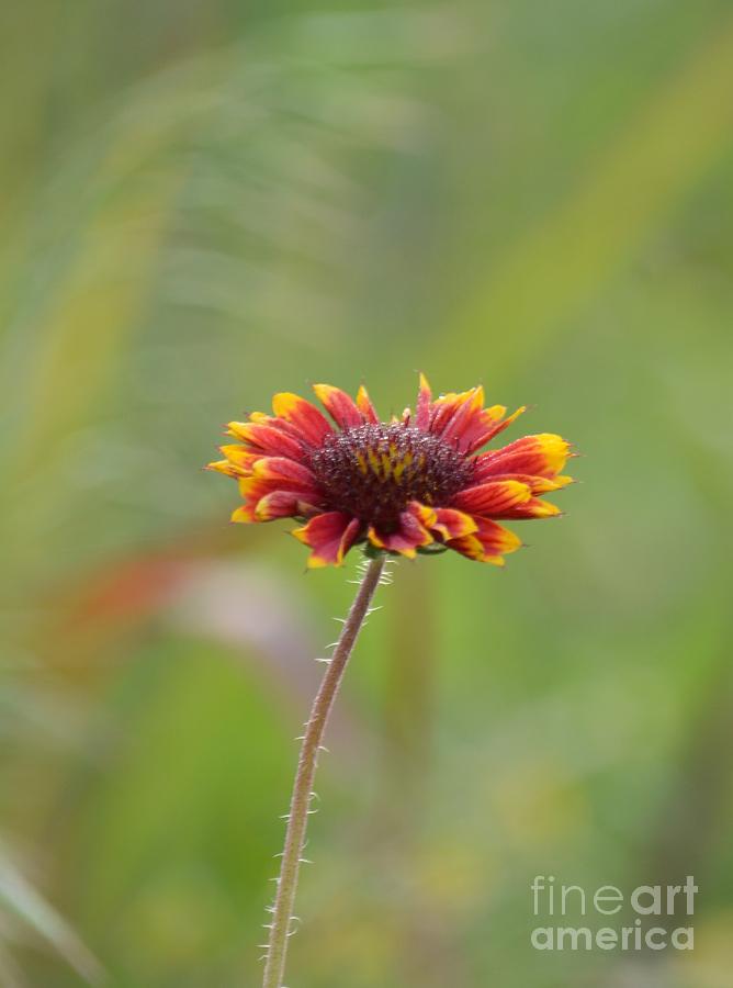 Indian Blanket #2 Photograph by Maria Urso