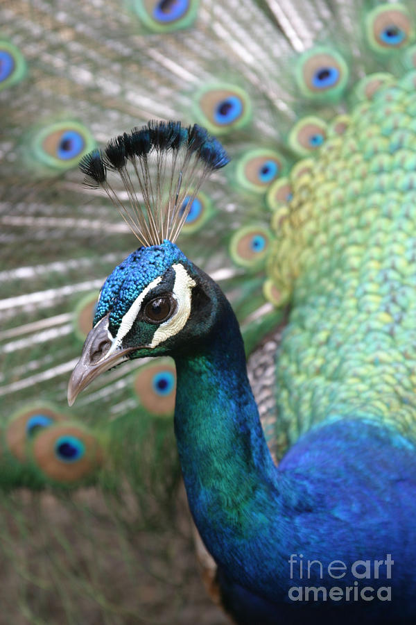 Indian Blue Peacock #4 Photograph by Sharon Mau