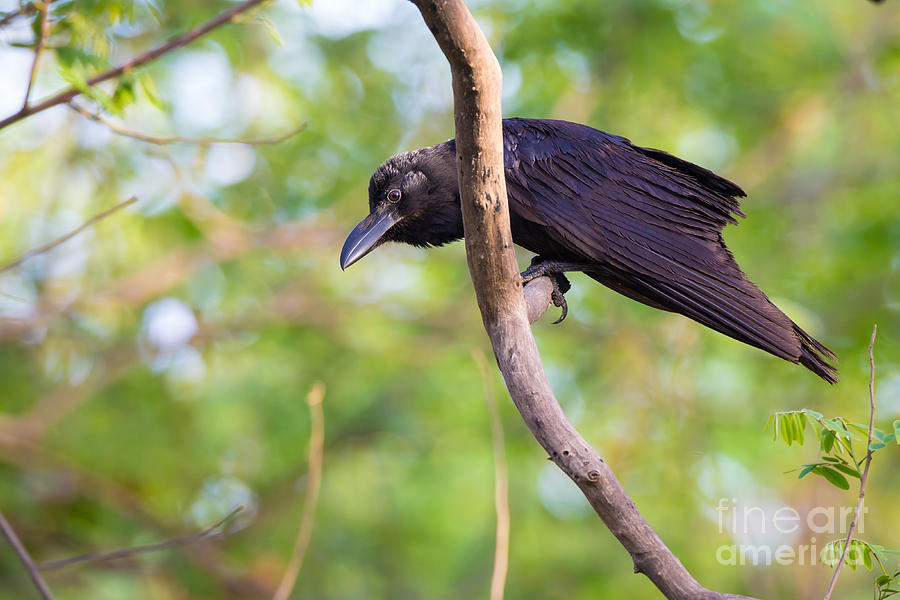 Indian Jungle Crow #2 Photograph by B. G. Thomson