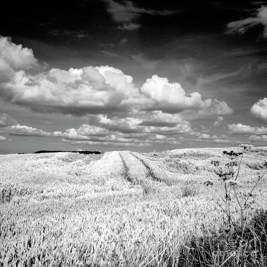 Infrared landscape in Norway Photograph by Heiko Koehrer-Wagner
