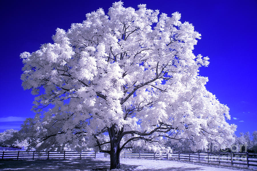 Infrared Tree Photograph by FineArtRoyal Joshua Mimbs