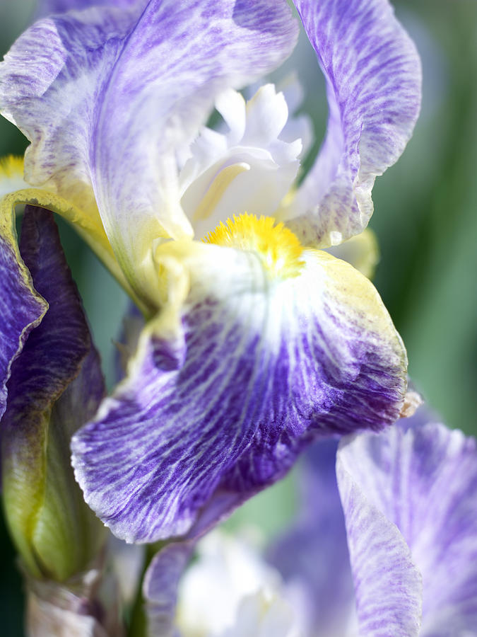 Iris Flowers #2 Photograph by Tony Cordoza