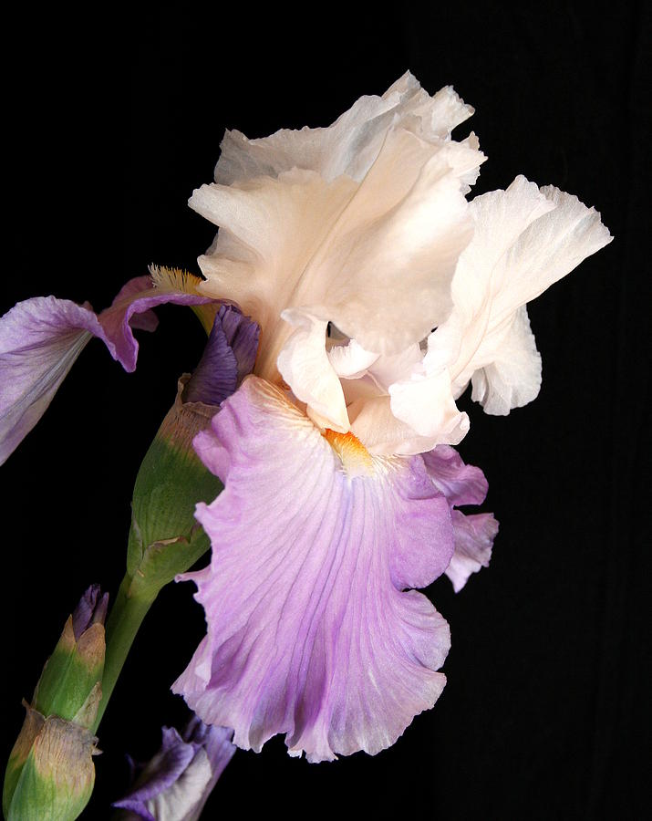 Iris #2 Photograph by Marna Edwards Flavell