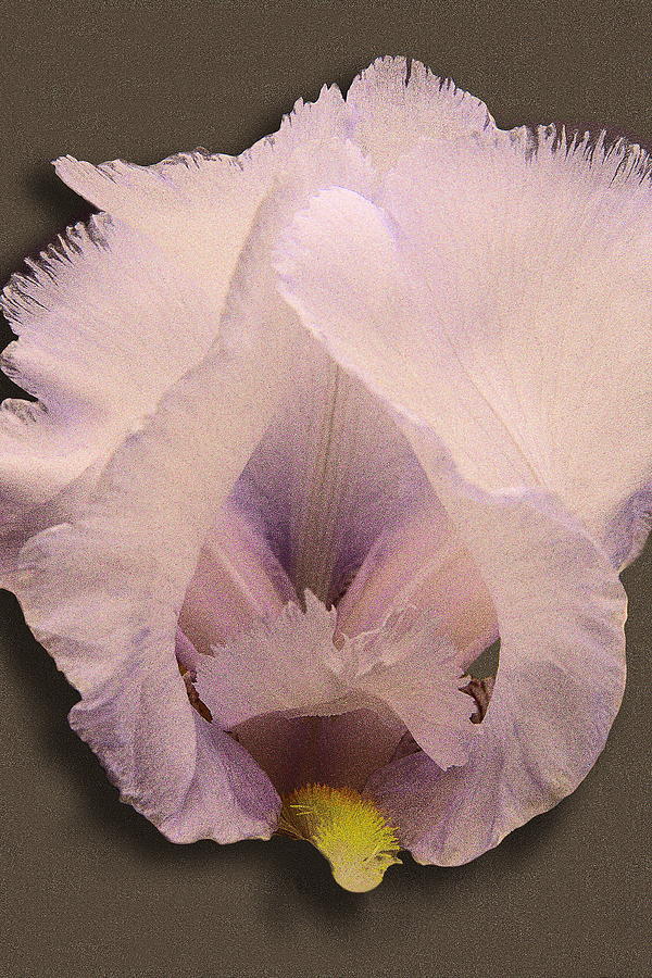 Iris #2 Photograph by Viktor Savchenko