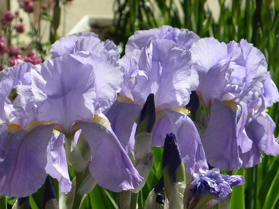 Irises In Blue #2 Photograph by Alfred Ng