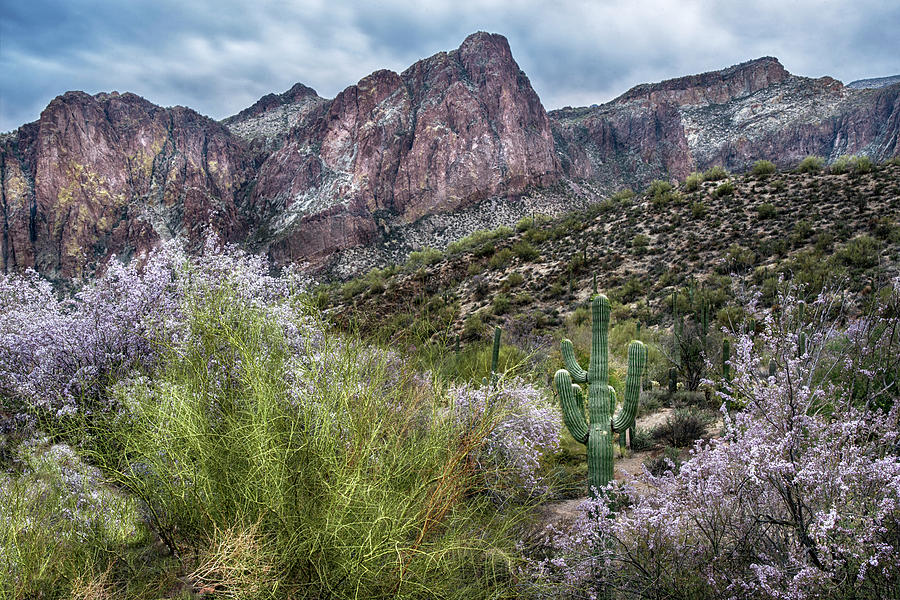 Ironwood Blossoms in Central Arizona #2 Photograph by Dave Dilli