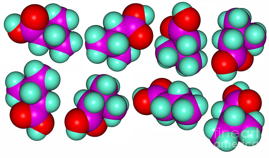 Isovaleric Acid Molecular Models #2 Photograph by Scimat