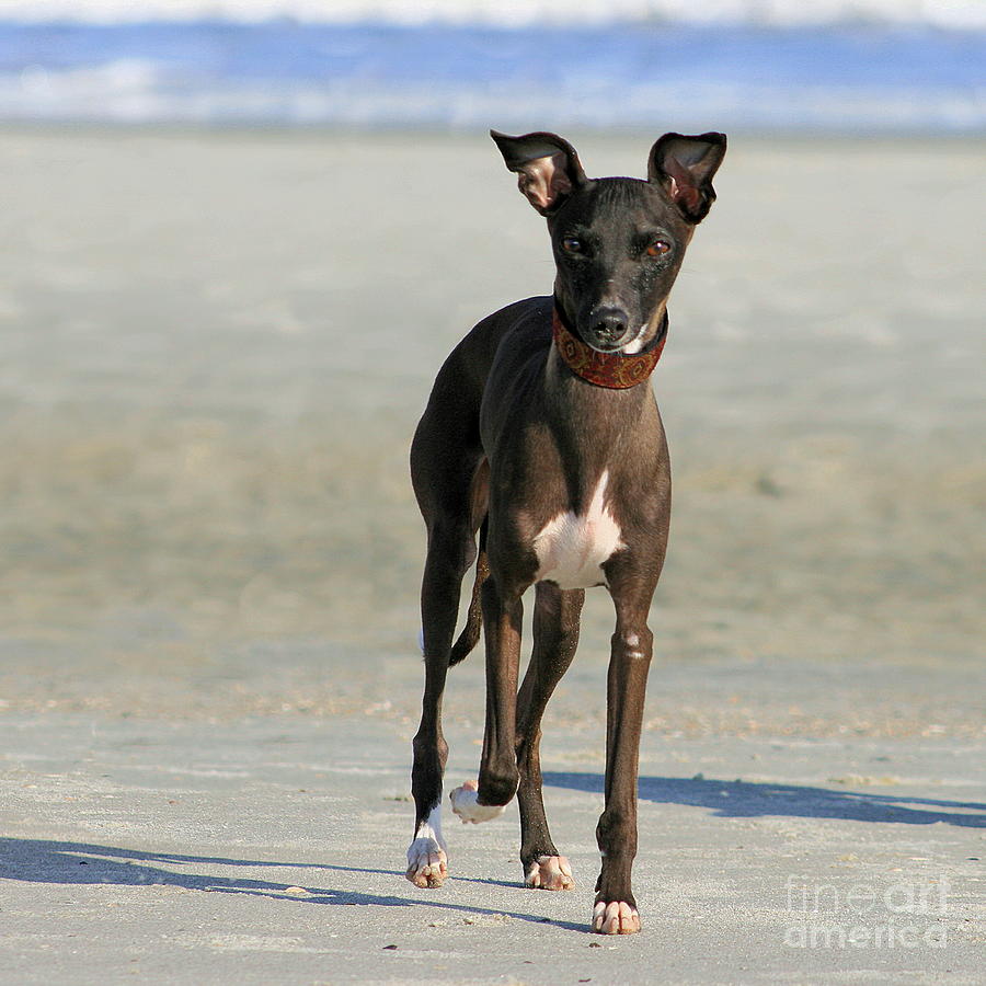 Italian Greyhound on the Beach #3 Photograph by Angela Rath