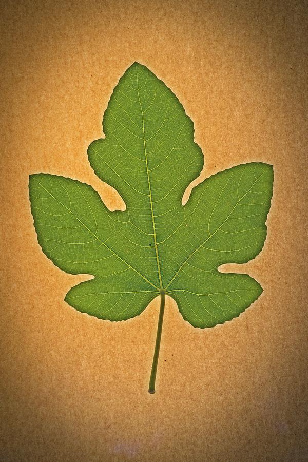 Italian Honey Fig Leaf #2 Photograph by Frank Wilson