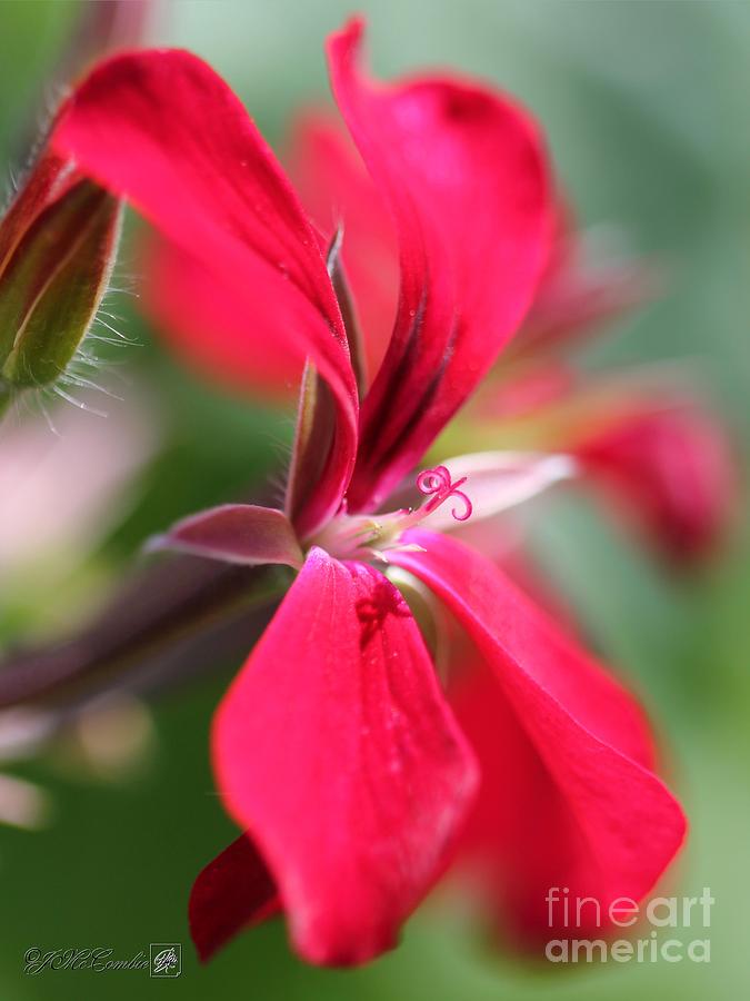 Ivy Geranium named Dark Red Blizzard #3 Photograph by J McCombie