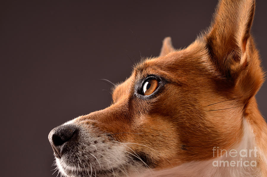 Jack Russell Terrier #2 Photograph by Andreas Berheide