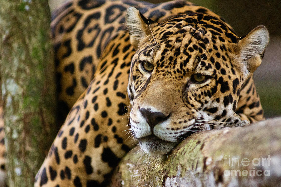 Jaguar #2 Photograph by Dant Fenolio