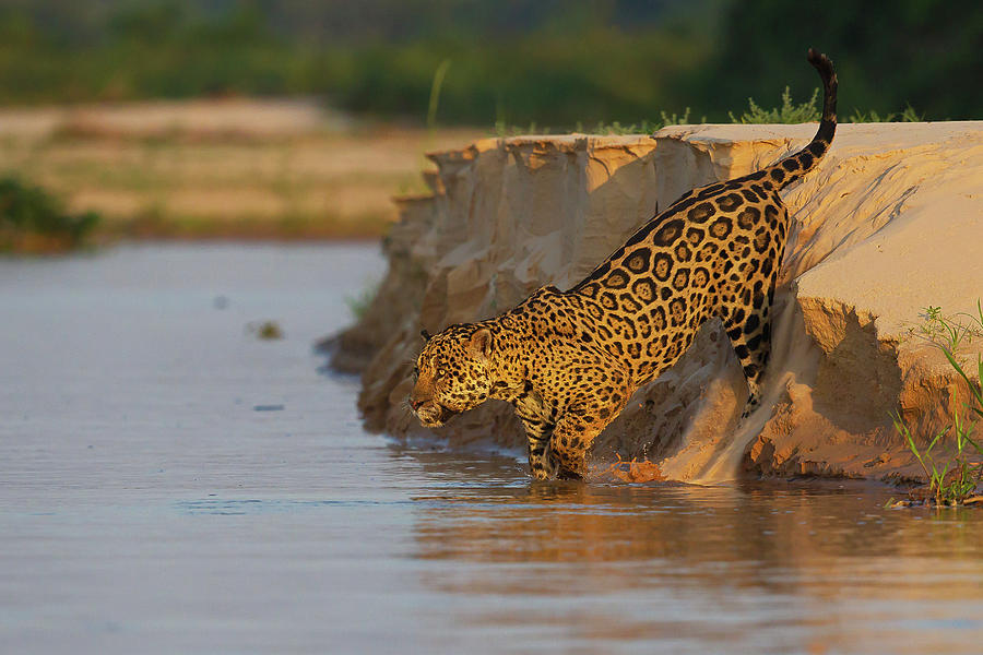 Jaguar #2 Photograph by Jean-Luc Baron