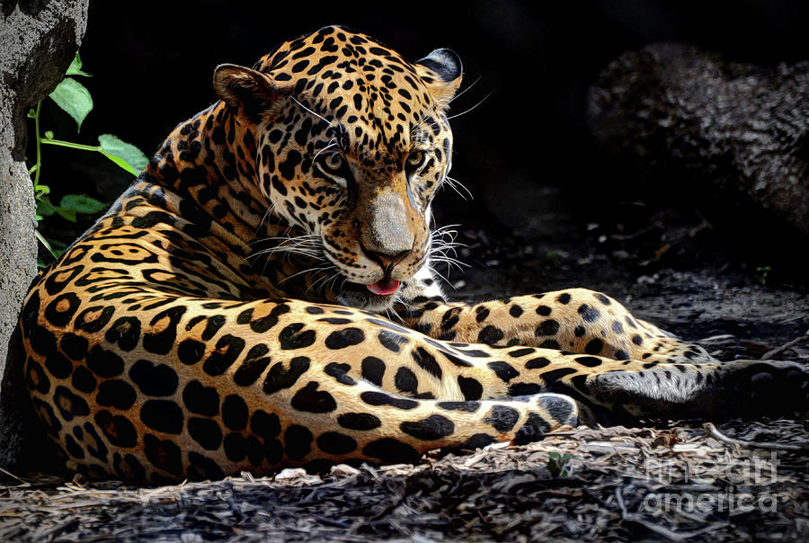 Jaguar #5 Photograph by Savannah Gibbs