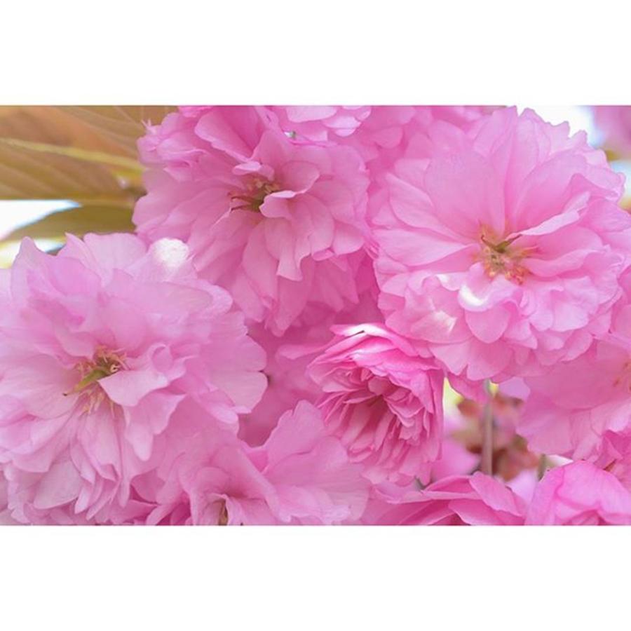 Cherryblossom Photograph - #japan (nara)
＊
#team_jp_flower #2 by Megumi Nakamoto