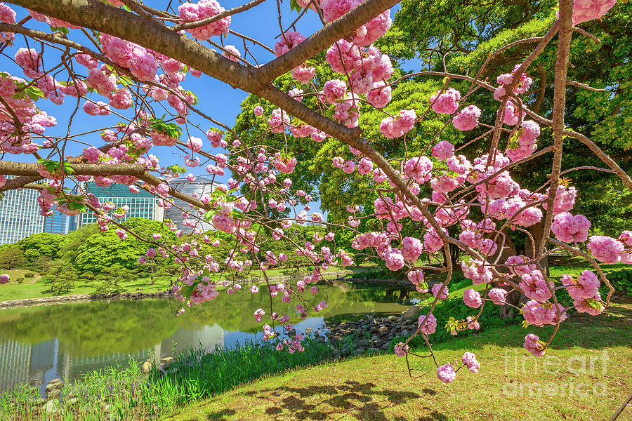Japanese garden Cherry blossom #2 Photograph by Benny Marty