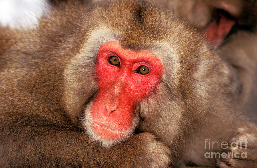Japanese Macaque Macaca Fuscata #2 Photograph by Gerard Lacz