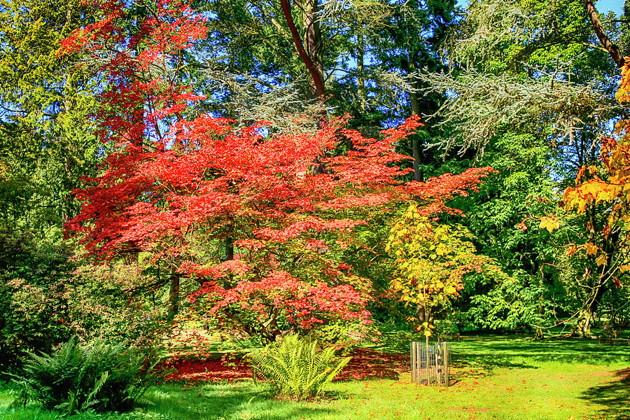 Japanese Red Maple Tree #2 Photograph by Chris Smith