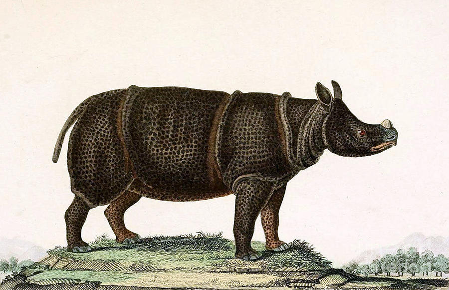 Animal Photograph - Javan Rhinoceros, Endangered Species #2 by Biodiversity Heritage Library