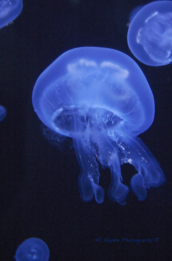 Jellyfish Photograph by Adam Hopke - Pixels