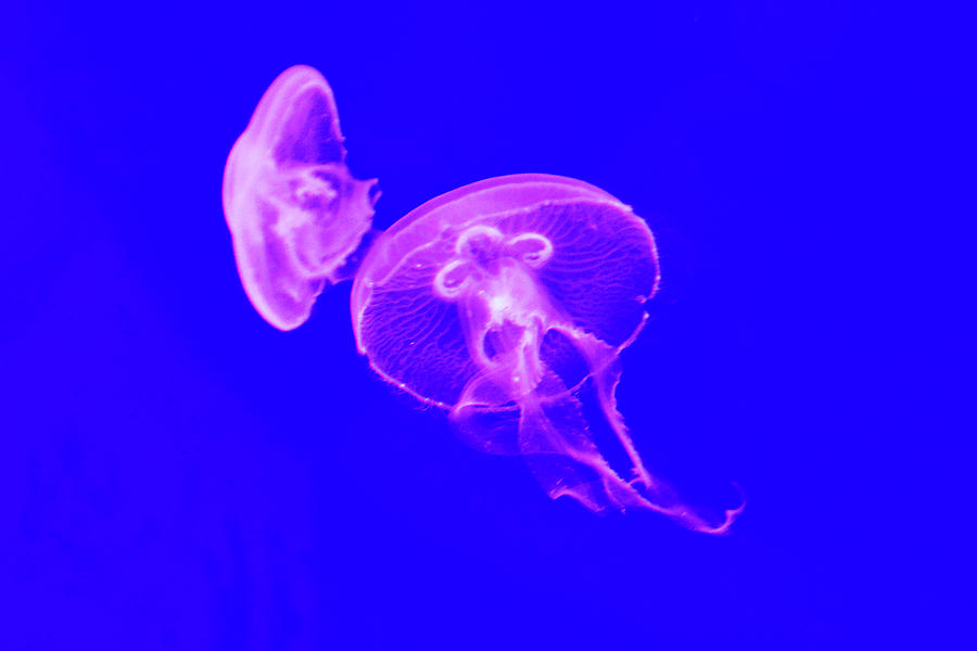 2 Jellyfish Photograph by David Stasiak