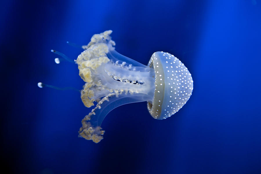 Black And White Photograph - Jellyfish #2 by Joana Kruse