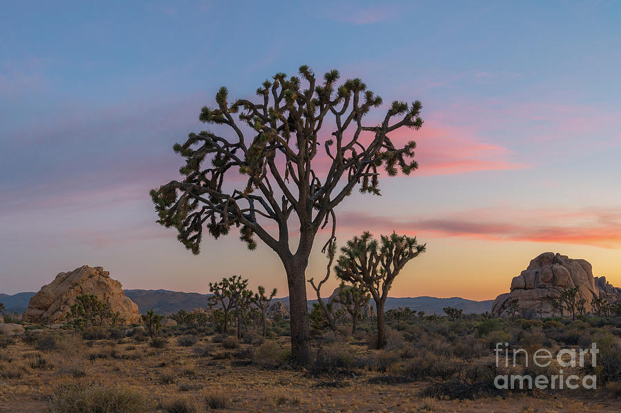 Joshua Tree Sunset  #2 Photograph by Michael Ver Sprill