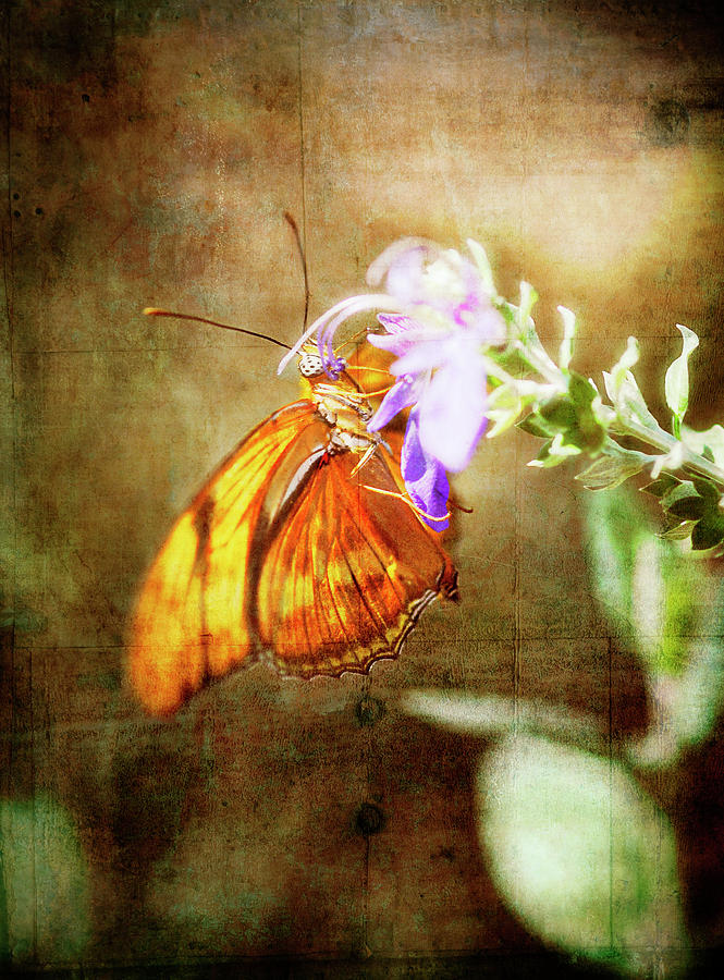 Butterfly Photograph - Julia Butterfly  #2 by Saija Lehtonen