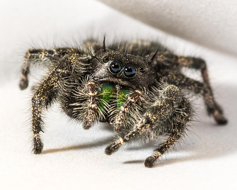 Spider Photograph - Jumping Spider Macro #2 by Noah Katz