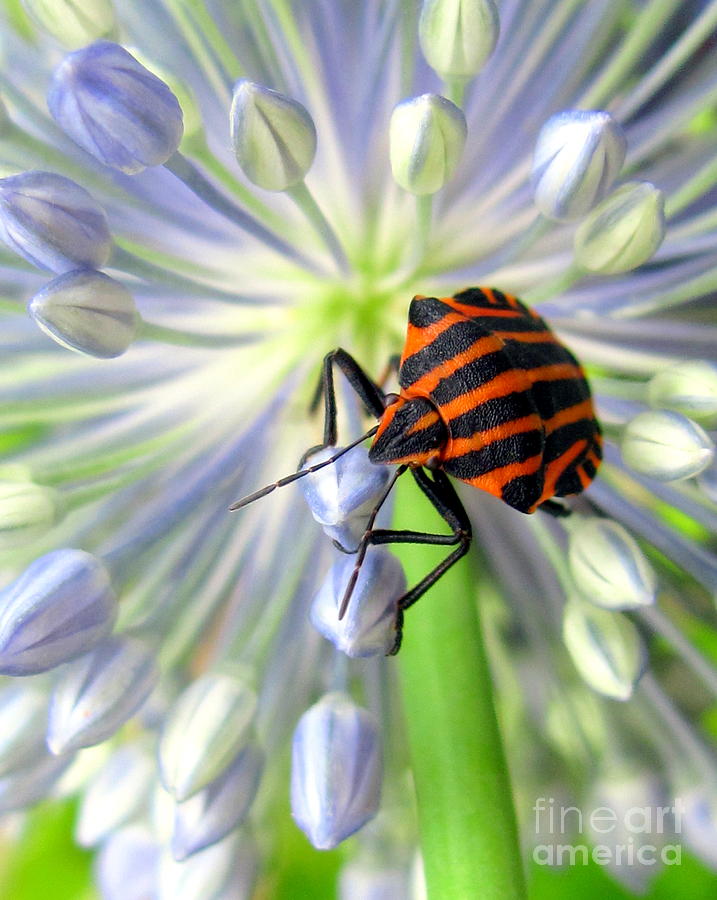 Insects Photograph - June #2 by Irina Hays