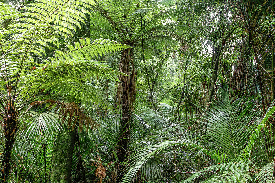 Jungle ferns 1 Photograph by Les Cunliffe - Fine Art America