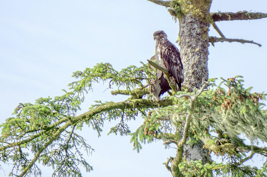 Juveniel and adult bald eagle on top of a tree #2 Photograph by Alex Grichenko
