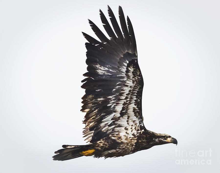 Bird Photograph - Juvenile Bald Eagle #2 by Ricky L Jones